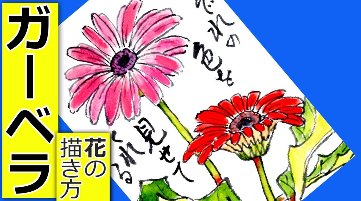 手描きイラスト10【ガーベラの花をあなたに】創作　A4 ガーベラの花の描き方🌼2 無料動画│ガーデニングのスケッチ│9