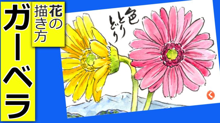 ガーベラの花の描き方 無料動画 ガーデニングの絵手紙スケッチ 9月 10月 11月 3月 4月 5月 春 秋 絵手紙教室くぼ田