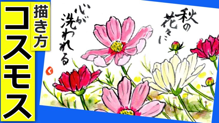 コスモスの花の描き方3　無料動画│ガーデニングの絵手紙スケッチ│9月・10月・11月・秋の花の描き方【秋桜】