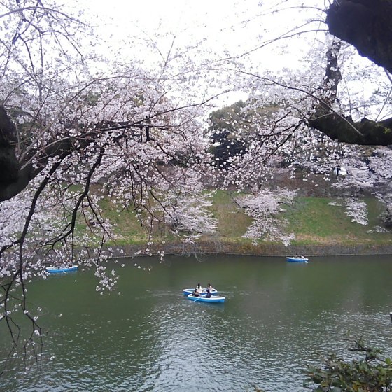桜満開　春爛漫