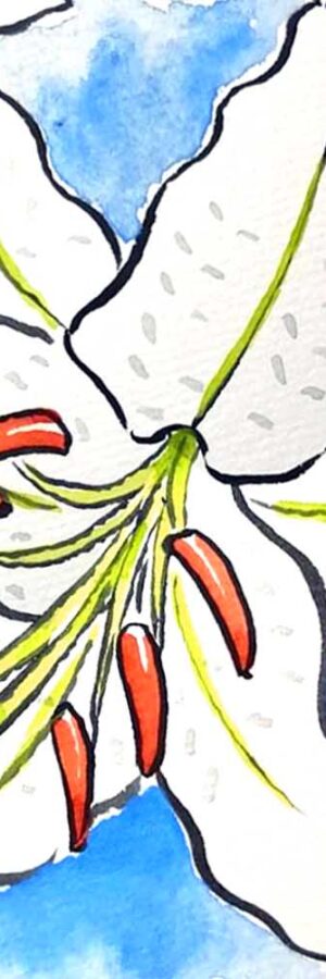 ハイビスカスの描き方 花の描き方 夏の絵手紙 絵手紙教室くぼ田