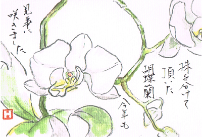 胡蝶蘭の絵手紙