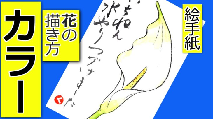 カラーの花の描き方│6月・7月・初夏・梅雨の絵手紙イラスト
