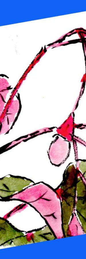 ハイビスカスの描き方 花の描き方 夏の絵手紙 絵手紙教室くぼ田