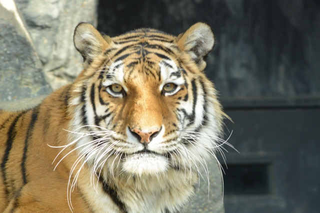 まとめ 寅年の手書き年賀状 簡単な虎の描き方 絵手紙 絵手紙教室くぼ田