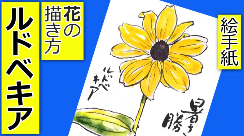 ルドベキアの描き方 無料動画 夏の花 花の描き方 6月 7月 8月 9月 10月 夏 秋の絵手紙イラスト 絵手紙教室くぼ田