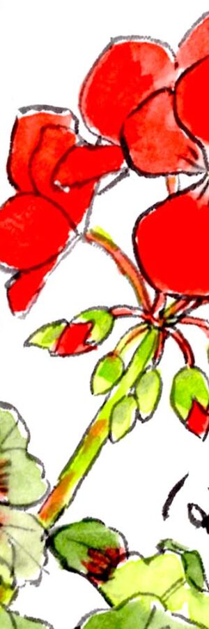 ハイビスカスの描き方 花の描き方 夏の絵手紙 絵手紙教室くぼ田