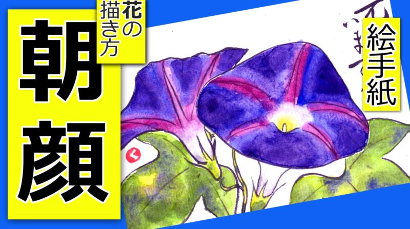 朝顔の描き方3 無料動画 夏の花の絵手紙イラスト 7月 8月 9月 夏 絵手紙教室くぼ田