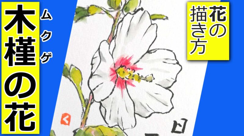 木槿の花の描き方 無料動画 7月 8月 9月 10月 夏 秋の絵手紙イラスト 絵手紙教室くぼ田