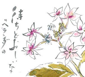 菜の花絵手紙 絵手紙教室くぼ田 菜の花絵手紙 絵手紙教室くぼ田