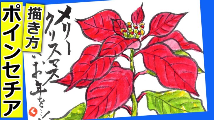 ポインセチアの花の描き方🎅🎄無料動画│ガーデニングの絵手紙スケッチ│冬・11月・12月・1月│クリスマス