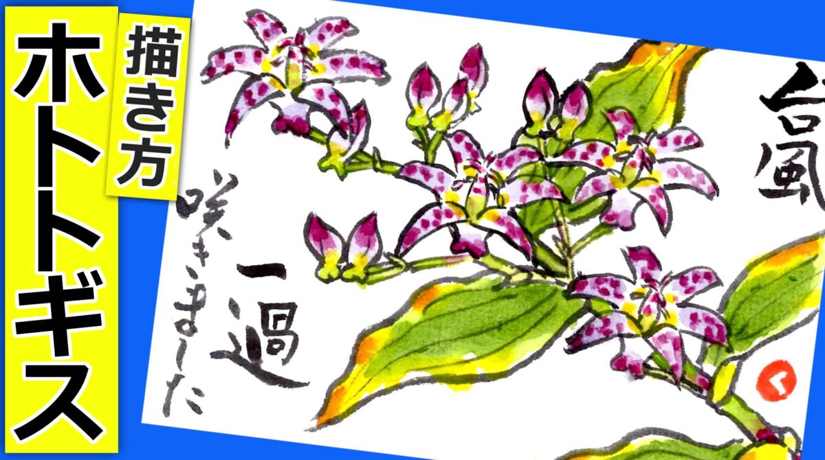 ホトトギスの花の描き方 無料動画│ガーデニングの絵手紙スケッチ│7月
