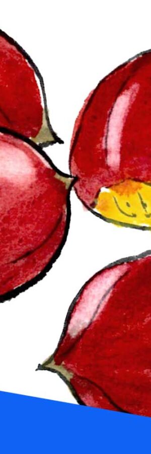 ハイビスカスの描き方 花の描き方 夏の絵手紙 絵手紙教室くぼ田