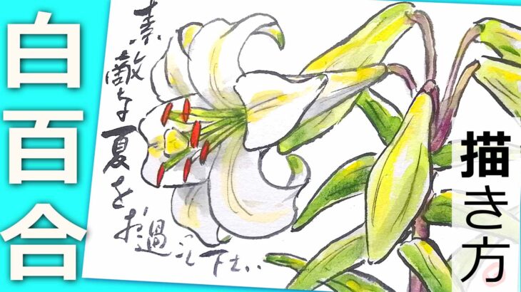 【無料動画】白百合の描き方　4月・5月・6月・初夏【絵手紙イラスト】
