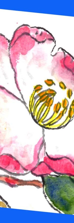 ハイビスカスの描き方 花の描き方 夏の絵手紙 絵手紙教室くぼ田