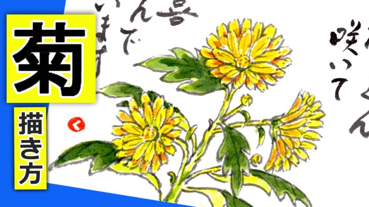 菊の花の描き方　無料動画│ガーデニングの絵手紙スケッチ│9月・10月・11月・秋【ガーデンマム】