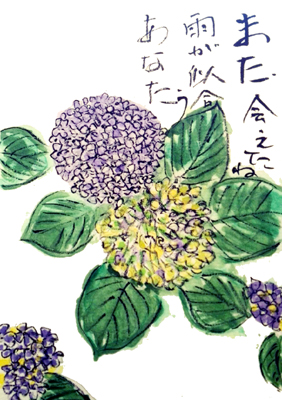 絵手紙　野牡丹、ルドベキア、百合、マンゴー、紫陽花