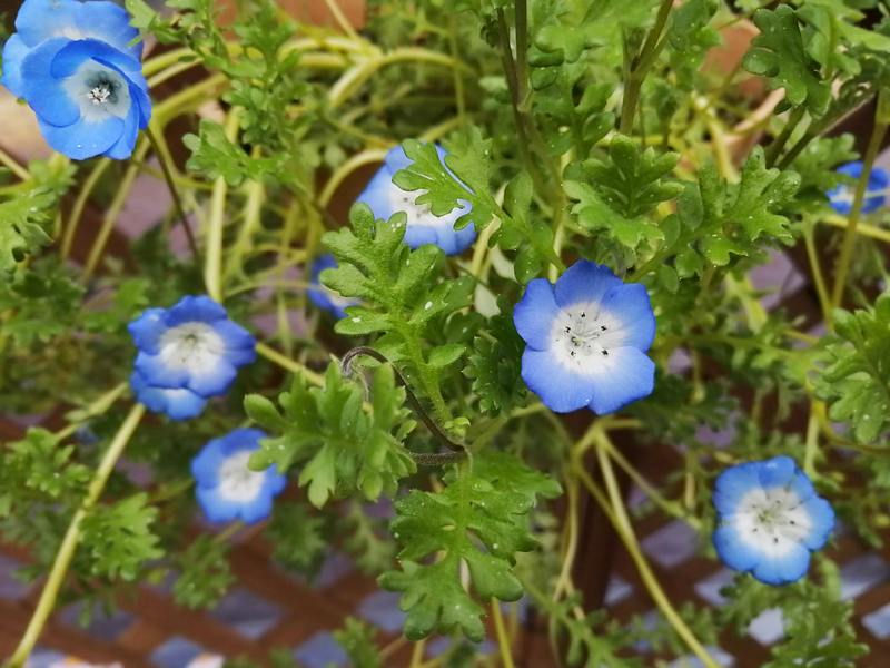 菜の花、寒牡丹、ラ・フランス　絵手紙