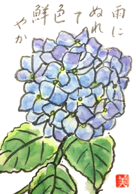 まとめ 紫陽花の絵手紙画像 140作品 アジサイの描き方 5月6月7月 梅雨の定番 絵手紙教室くぼ田