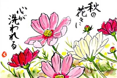 まとめ コスモスの絵手紙作品画像 22点 秋の花の絵手紙イラスト 秋桜 絵手紙教室くぼ田