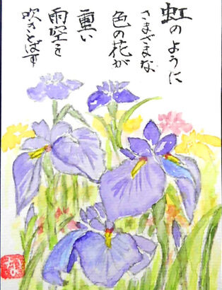 花菖蒲の絵手紙
