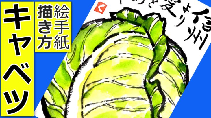 キャベツの簡単な描き方 無料動画 野菜の絵手紙イラスト 11月 12月 1月 2月 3月 4月 5月 6月 春キャベツ 冬キャベツ 初心者 絵手紙 教室くぼ田