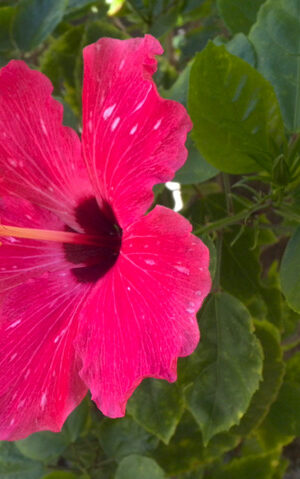 Zpncbrlfosysbm Zpncbrlfosysbm