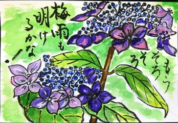 紫陽花の絵手紙です