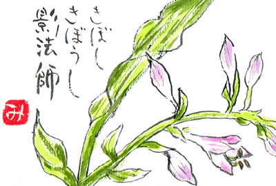 【絵手紙】擬宝珠、枝豆、段菊、葉しょうが、百合、紅花【夏】