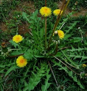 孫の足 孫の草履の絵手紙 絵手紙教室くぼ田